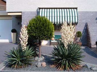 Yucca in de voortuin